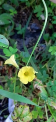 Oxalis pes-caprae