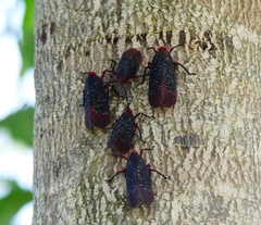 Kalidasa lanata