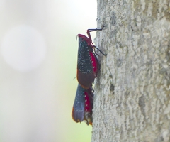Kalidasa lanata