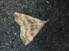 Hypena proboscidalis