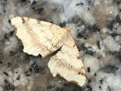 Macaria shanghaisaria