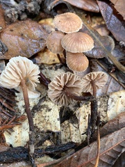 Mycetinis copelandii