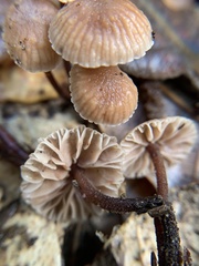 Mycetinis copelandii