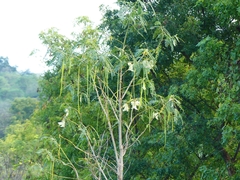 Sesbania grandiflora