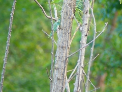 Sesbania grandiflora