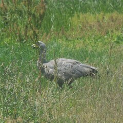 Cereopsis novaehollandiae