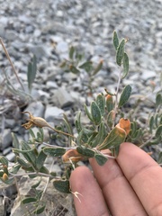 Mentzelia argillosa
