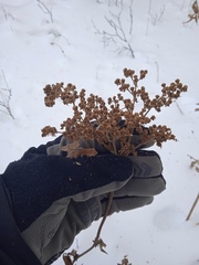 Filipendula stepposa