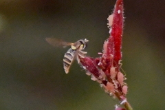 Sphaerophoria sulphuripes