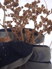 Filipendula stepposa