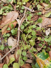 Plectranthus verticillatus