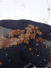 Filipendula stepposa