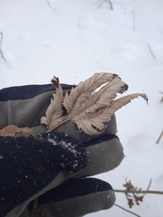 Filipendula stepposa