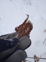 Filipendula stepposa