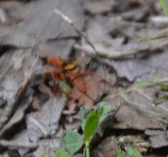 Compsocryptus texensis