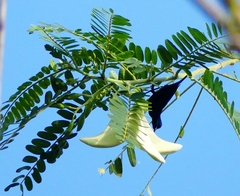 Sesbania grandiflora