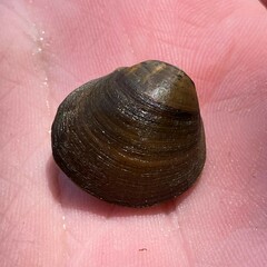 Reginaia ebenus