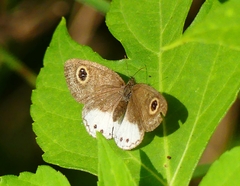 Ypthima ceylonica