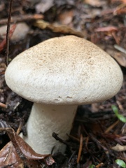 Tricholoma pardinum