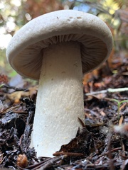 Tricholoma pardinum