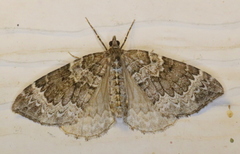 Eulithis explanata
