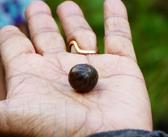 Arthrosphaera