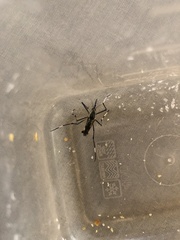 Toxorhynchites speciosus