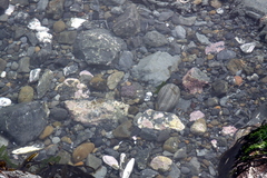 Phlyctenactis tuberculosa