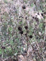 Centaurea melitensis