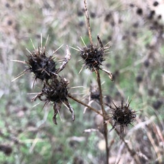 Centaurea melitensis