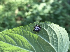 Gasteracantha