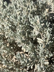 Atriplex corrugata