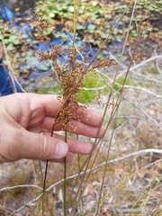 Juncus usitatus