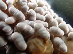 Phlyctenactis tuberculosa