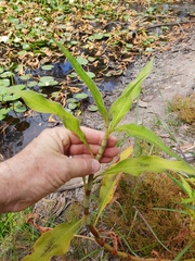 Persicaria attenuata