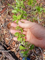 Duranta erecta