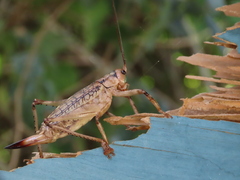 Ancistrocercus circumdatus