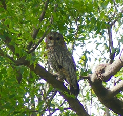 Strix ocellata