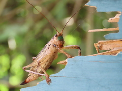 Ancistrocercus circumdatus