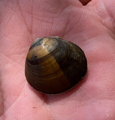 Reginaia ebenus
