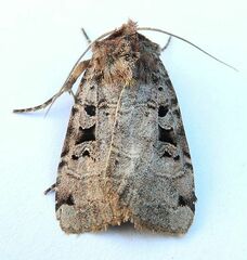 Xestia normanianus