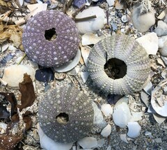 Heliocidaris erythrogramma