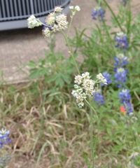 Hymenopappus artemisiifolius