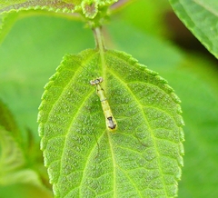 Odontomantis