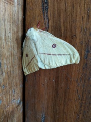 Saturniidae
