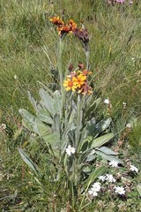 Tephroseris integrifolia capitata