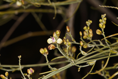 Comesperma integerrimum