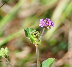 Boerhavia diffusa