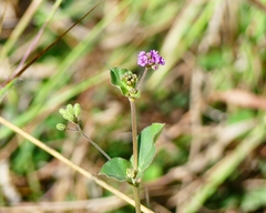 Boerhavia diffusa