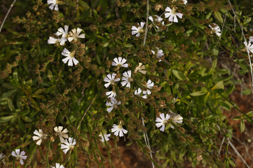 Scaevola hamiltonii, 2022-09-27